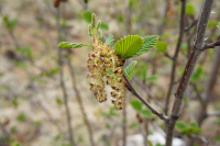 всем сестрам по серьгам
