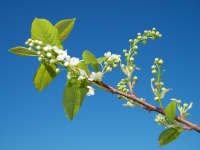 Черемуха в цвету