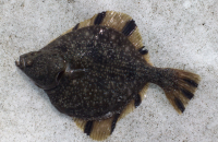 Камбалушечка