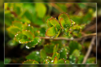 В хрустальном обрамленье...