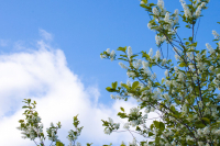 Черемуха в цвету