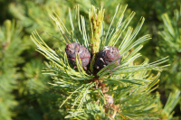 *новенькие*