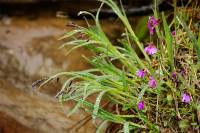 Дождь осыпал травы бисером ...