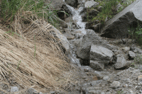 Ручей березовый (gif)