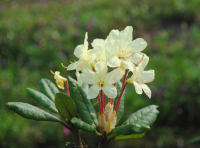 Рододендрон