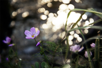 Прохладен, хрупок и душист...