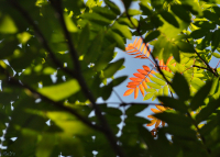 такая вот летняя осень...
