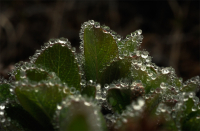 В хрустальном украшеньи...