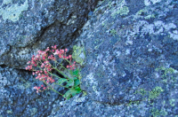 цветочек аленький