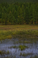 Осенний дождь