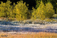 Ледяная роса