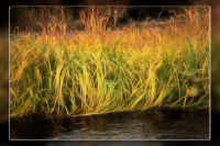 Притихшая трава...