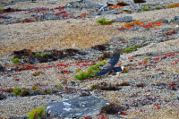 на бреющем...