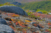 Ищем птичку