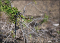 Хищник. Естественный отбор