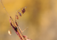 Желтые песни нам осень поет...