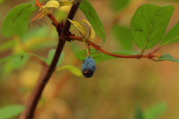 последний самурай