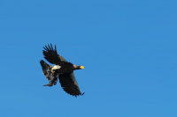 Приглашение на ужин