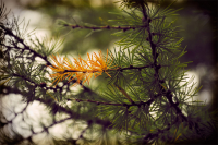 А после, ветки снег посеребрит