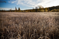 Осенние зарисовки..