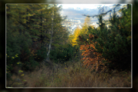 Наносит осень щедрые мазки...