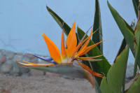 Летние цветы