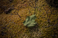 Последний лист