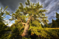 За минуту до бури..