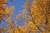 яркие краски осени