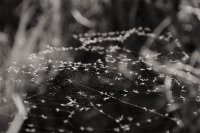 Ловушка для насекомых...