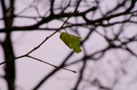 одинокий лист