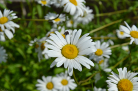 Ромашки