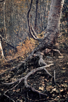 Корнрей сплетенье...