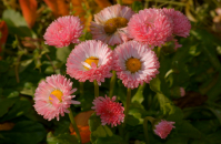 цветы аллеи героев