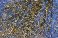 осенние отражения