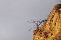 и на камнях растут деревья