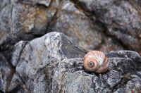 завитки жизни