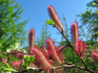 Сережки бесплатно!