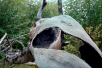 Скелет дракона