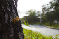 Осенний грибочек