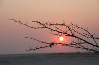 Африканские зарисовки ***