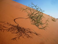 Африканские зарисовки