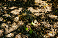 Черепахен-Афины-Греция