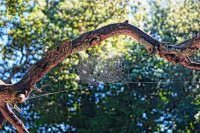 Паутина вражеская-Афины-Греция