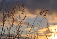 рассветная