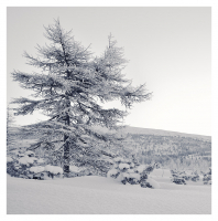 Ветви белой краской разукрашу...