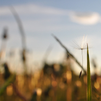 безмятежная легкость