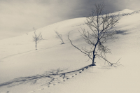 Тонкой строчкой на снегу...