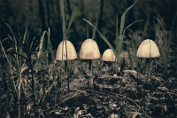 Грибы на новозной куче...