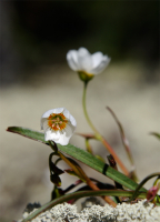 Блики летнего огня...